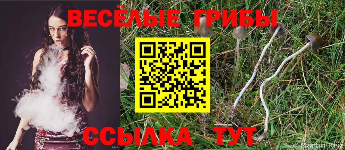 сколько стоит  Вход с VPN  Тихорецк  Псилоцибиновые грибы GOLDEN TEACHER 